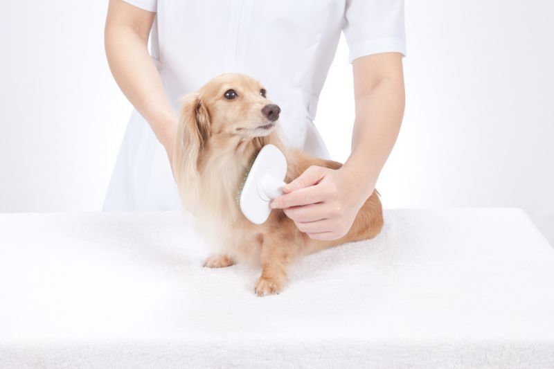 わんにゃん美容 永遠のコンセプトは"お客様目線"
